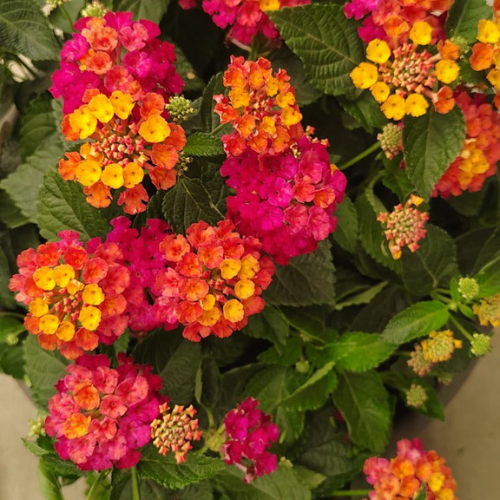 Vibrant lantana flowers in pink, orange, yellow, and red bloom among deep green leaves, creating a cheerful, colorful garden display.