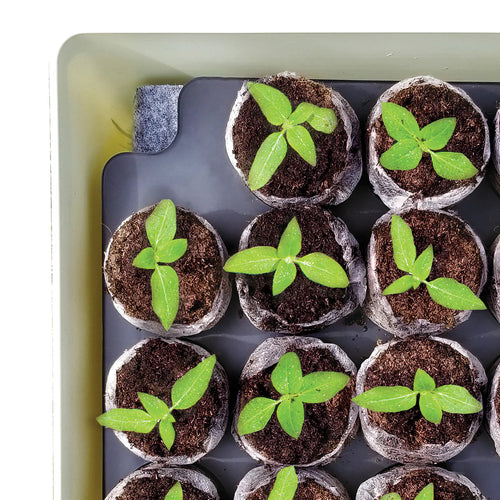 Jiffy Self-Watering Seed Starting Kit 34 Cell 36mm Peat Pellets